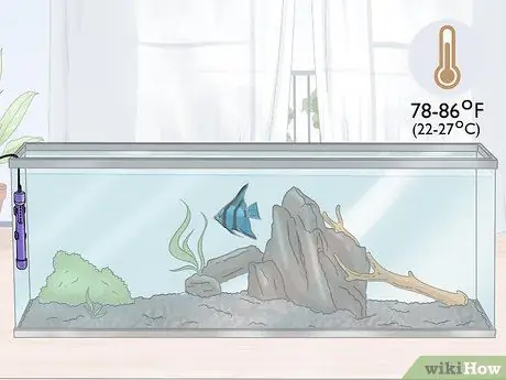 Разведение рыбы-ангела Шаг 3