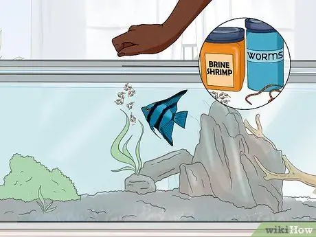 Разведение рыбы-ангела Шаг 5