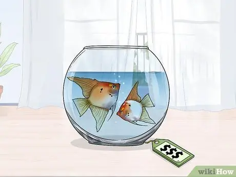 Порода рыба-ангел Шаг 8