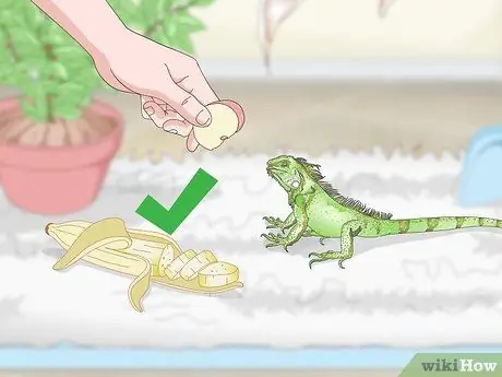 Уход за игуаной Шаг 11