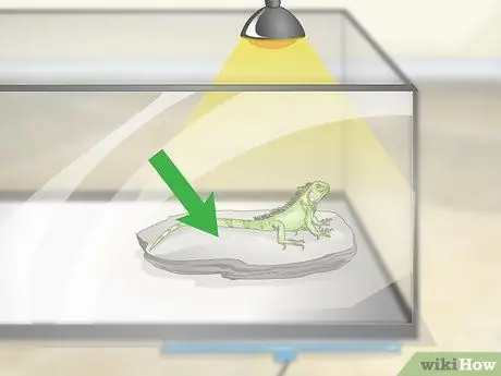 Уход за игуаной Шаг 4