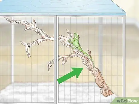 Уход за игуаной Шаг 7