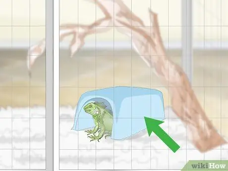 Уход за игуаной Шаг 8