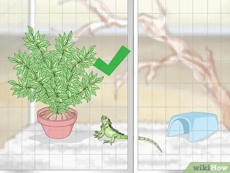 Уход за игуаной Шаг 9