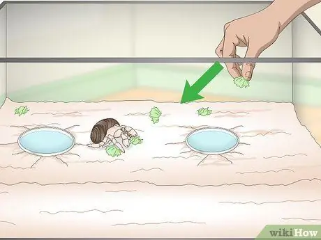 Играйте с крабом-отшельником Шаг 4