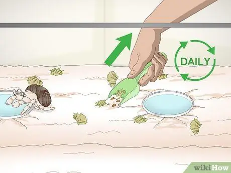 Играйте с крабом-отшельником Шаг 5