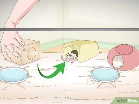 Играйте с крабом-отшельником, шаг 6