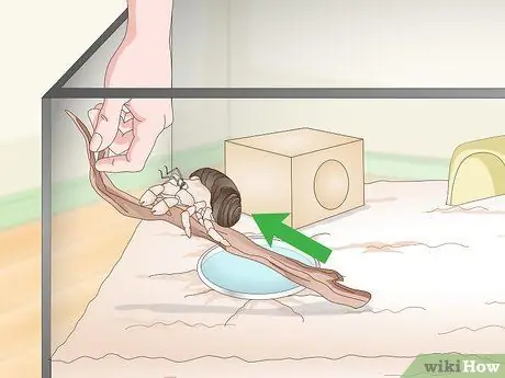 Играйте с крабом-отшельником Шаг 7