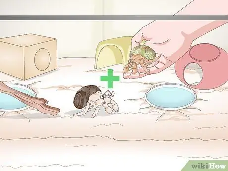 Играйте с крабом-отшельником Шаг 8