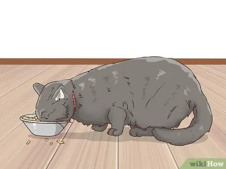 Защитите маленьких дворовых животных от кошек Шаг 10