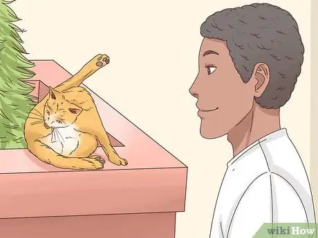 Узнайте, заблудилась ли кошка Шаг 3