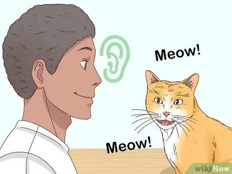 Узнайте, заблудилась ли кошка Шаг 5