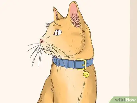 Узнайте, заблудилась ли кошка Шаг 6