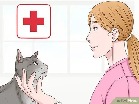 Узнайте, заблудилась ли кошка Шаг 7