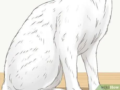 Узнайте, заблудилась ли кошка Шаг 8