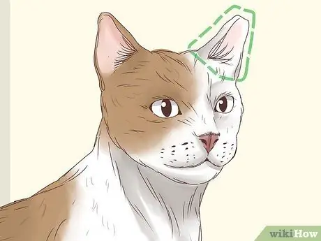 Узнайте, заблудилась ли кошка Шаг 9