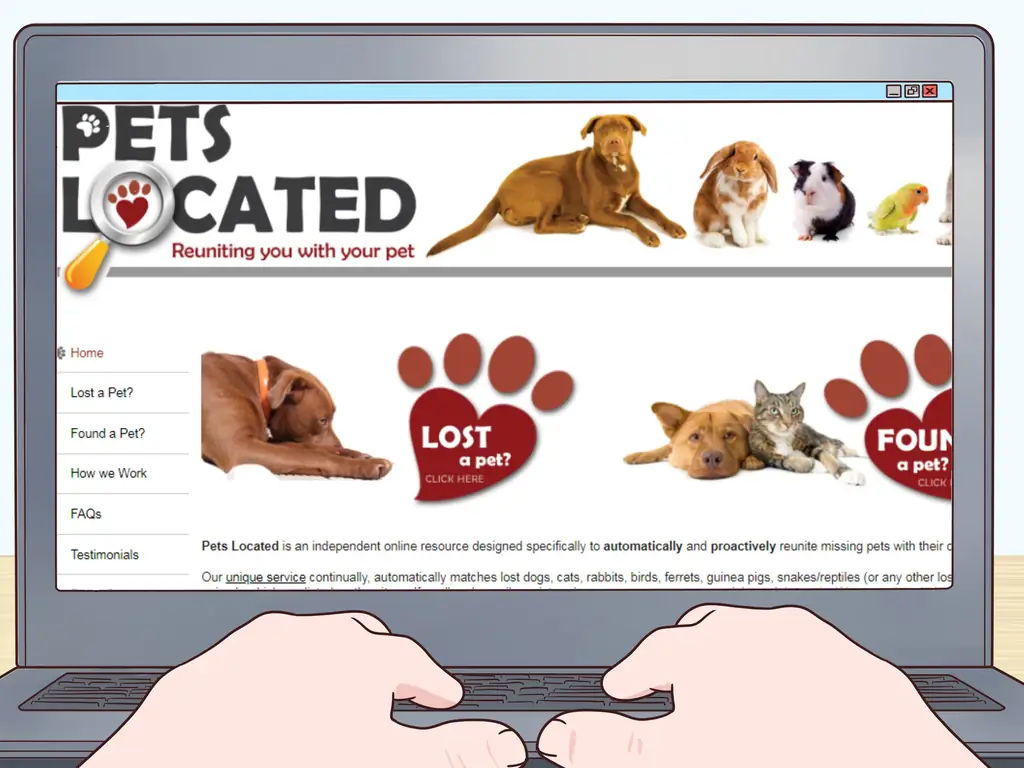 3 способа узнать, заблудилась ли кошка