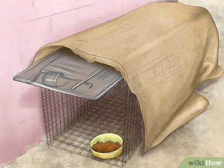 Заслужите доверие бездомной кошки Шаг 6