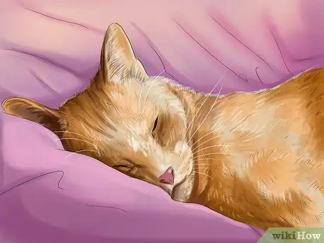 Выберите кошку Шаг 25