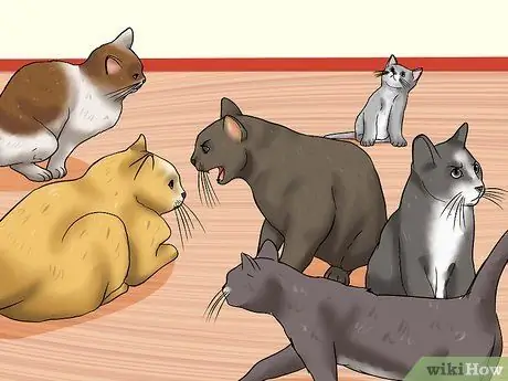 Определите признаки жестокого обращения с кошкой Шаг 1