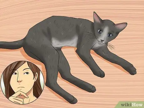 Определите признаки жестокого обращения с кошкой Шаг 10