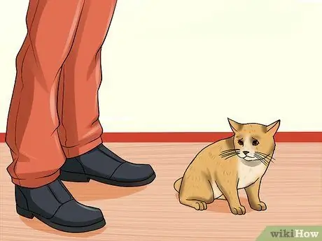 Определите признаки жестокого обращения с кошкой Шаг 11