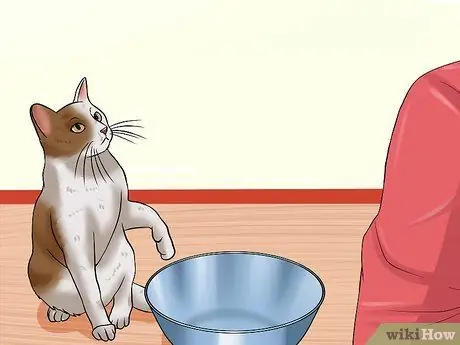 Найдите признаки жестокого обращения с кошкой Шаг 13