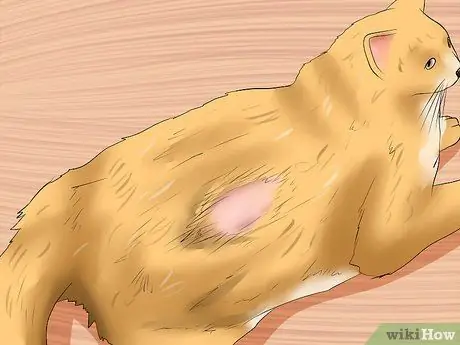 Найдите признаки жестокого обращения с кошкой Шаг 3