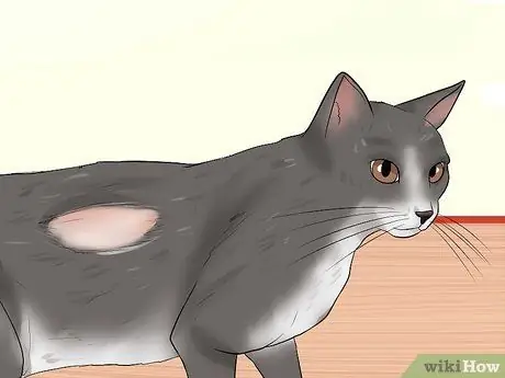 Определите признаки жестокого обращения с кошкой Шаг 4