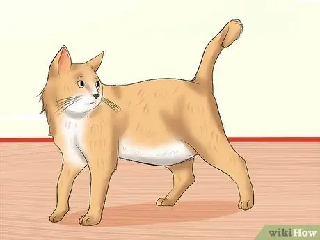 Определите признаки жестокого обращения с кошкой Шаг 5