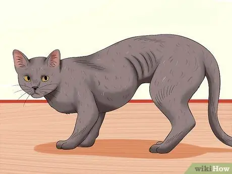 Найдите признаки жестокого обращения с кошкой Шаг 6