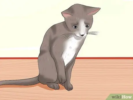 Найдите признаки жестокого обращения с кошкой Шаг 7