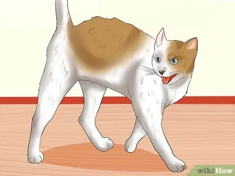 Найдите признаки жестокого обращения с кошкой Шаг 8