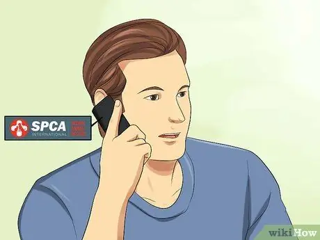 Найдите признаки жестокого обращения с кошкой Шаг 9