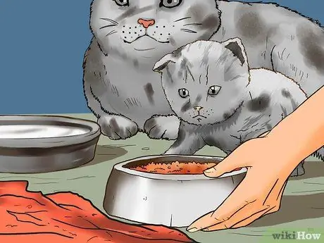 Заслужите доверие одичавшего котенка Шаг 1