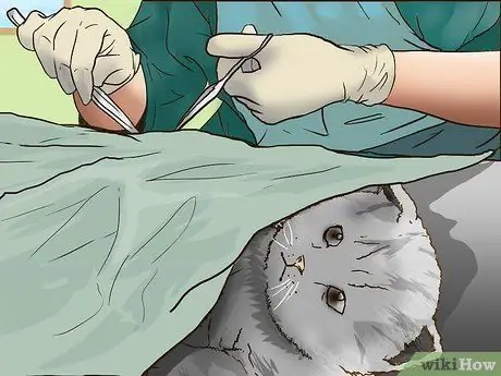 Заслужите доверие одичавшего котенка Шаг 10