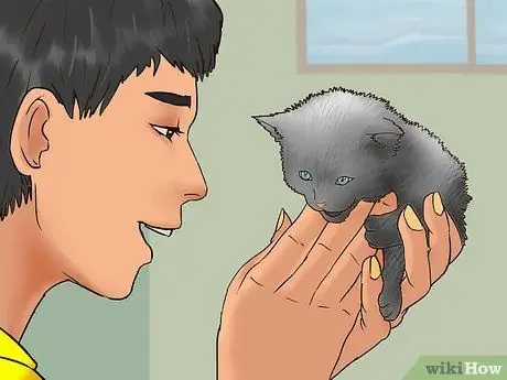 Заслужите доверие одичавшего котенка Шаг 14