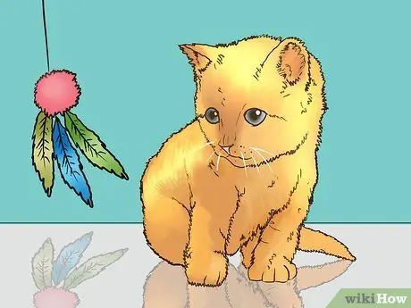 Заслужите доверие одичавшего котенка Шаг 15