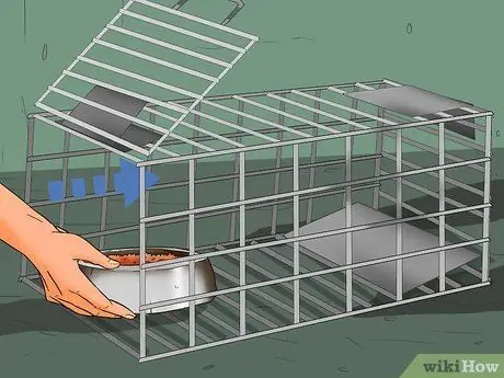 Заслужите доверие одичавшего котенка Шаг 3