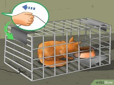 Заслужите доверие одичавшего котенка Шаг 4