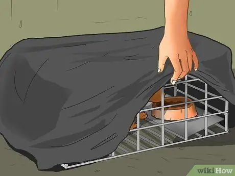 Заслужите доверие одичавшего котенка Шаг 5