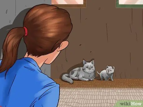 Заслужите доверие одичавшего котенка Шаг 7