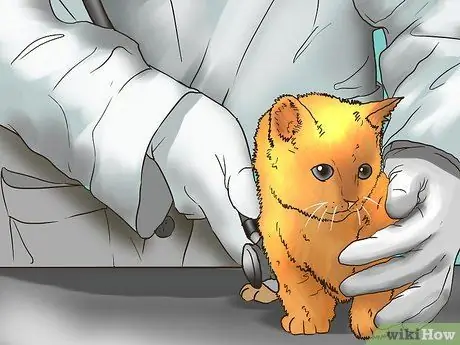 Заслужите доверие одичавшего котенка Шаг 8