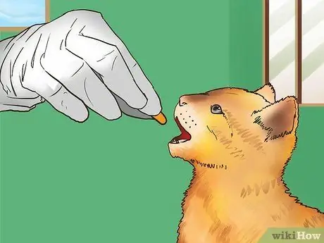 Заслужите доверие одичавшего котенка Шаг 9