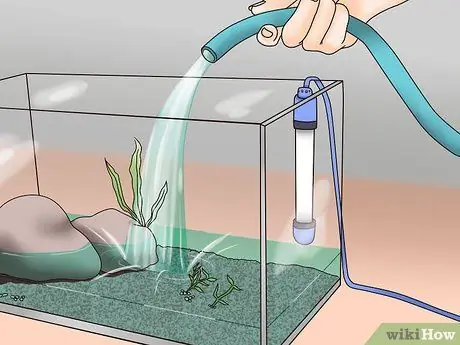 Позаботьтесь о своей карнавальной золотой рыбке Шаг 4