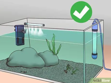 Позаботьтесь о своей карнавальной золотой рыбке Шаг 6