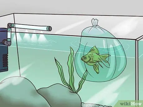 Позаботьтесь о своей карнавальной золотой рыбке Шаг 7