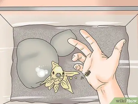 Позаботьтесь о своей карнавальной золотой рыбке Шаг 9