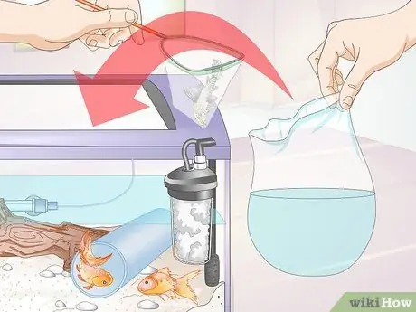 Знакомство Pleco с аквариумом с золотой рыбкой Шаг 11