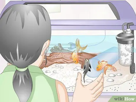 Знакомство Pleco с аквариумом с золотой рыбкой Шаг 12